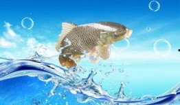 爆料鱼神鱼免费视频观看,独家爆料带你畅游视听盛宴